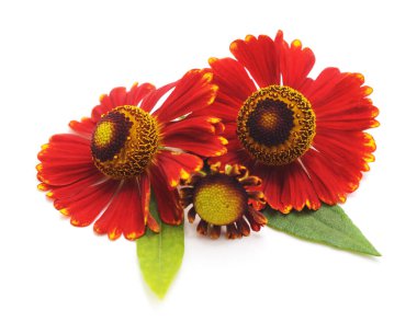 Beyaz bir arka plan üzerinde izole güzel kırmızı çiçekler.