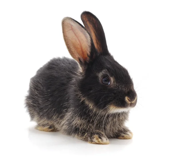 Один Черный Кролик Изолирован Белом Фоне — стоковое фото