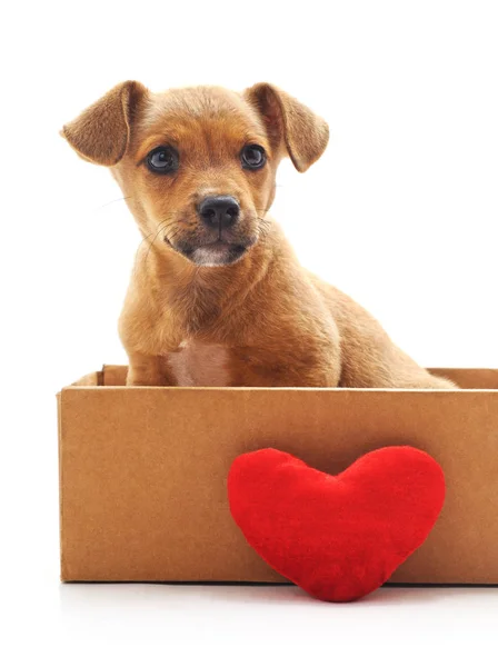 Beyaz Zemin Üzerinde Bir Kalp Ile Bir Kutu Içinde Köpek — Stok fotoğraf
