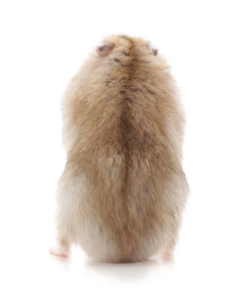 Pequeno Hamster Marrom Isolado Fundo Branco — Fotografia de Stock