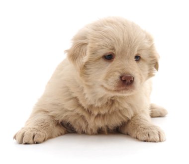 Beyaz bir arka planda izole edilmiş beyaz köpek yavrusu..