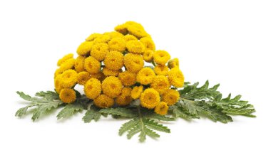 Buket beyaz bir arka plan üzerinde izole tıbbi.