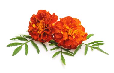 Beyaz bir arka plan üzerinde izole marigolds buket.