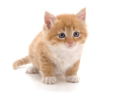 Güzel kırmızı kedi yavrusu beyaz arka planda izole edilmiş..