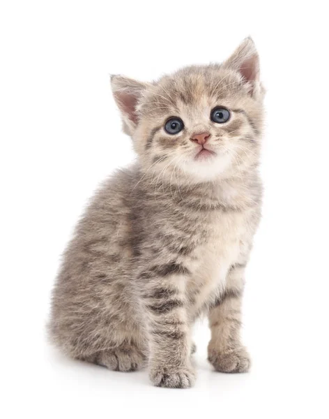 Small Gray Kitten Isolated White Background — Stock Photo, Image