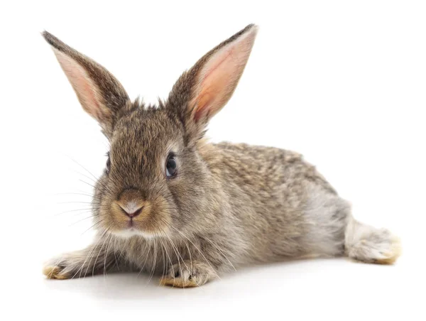 一只在白色背景上被分离的棕色兔子 免版税图库照片