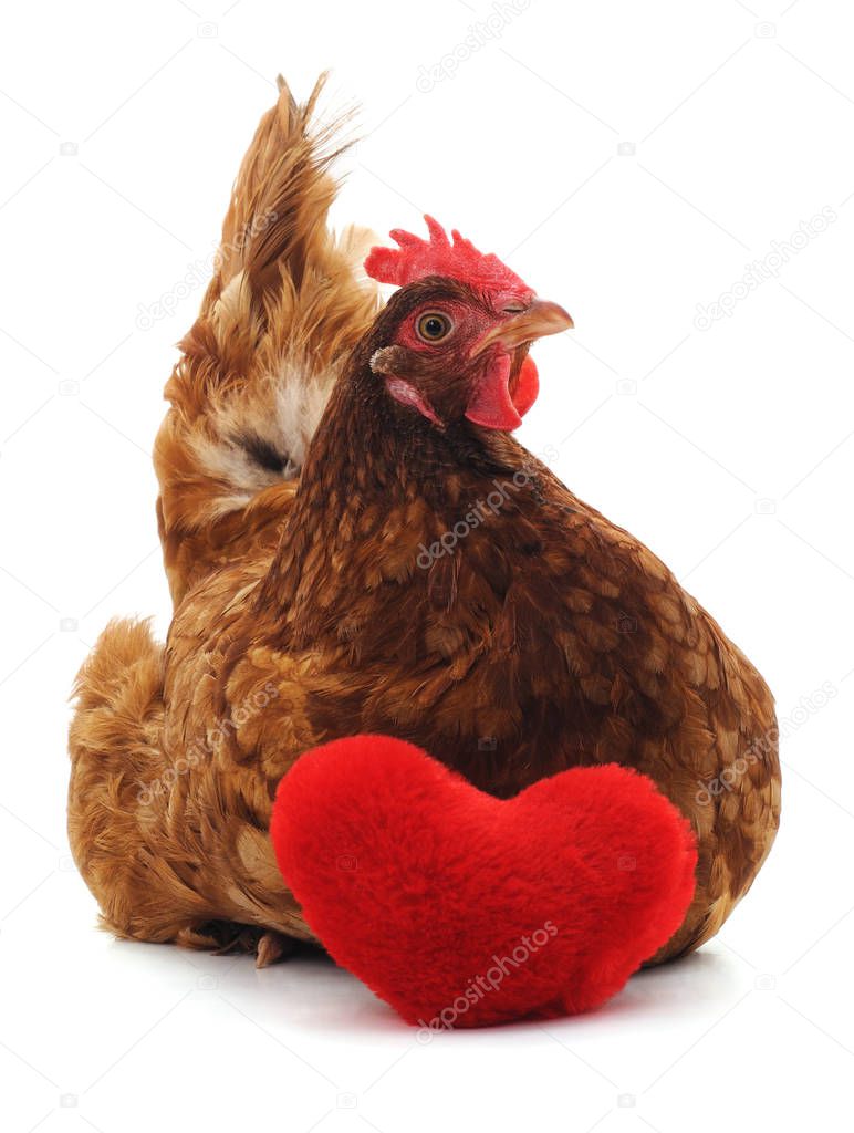 Chicken and heart isolated on a white background.