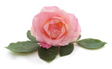 Pembe gül ve yapraklar beyaz arka planda izole.