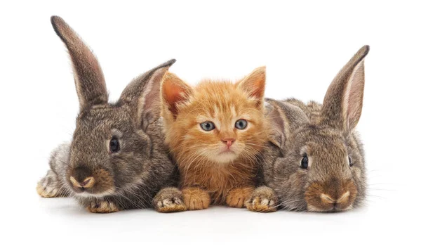 红猫和两只兔子被隔离在白色背景上 — 图库照片