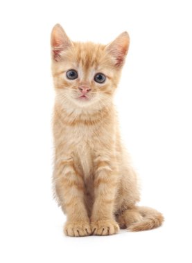 Beyaz arka planda izole bir kahverengi kedi yavrusu..