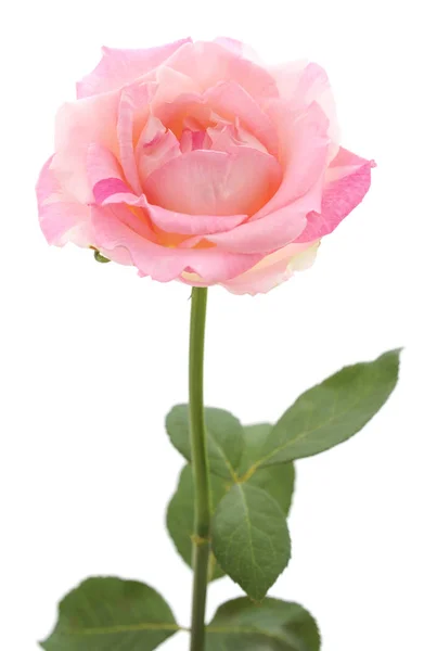 Rose Rose Feuilles Isolées Sur Fond Blanc — Photo