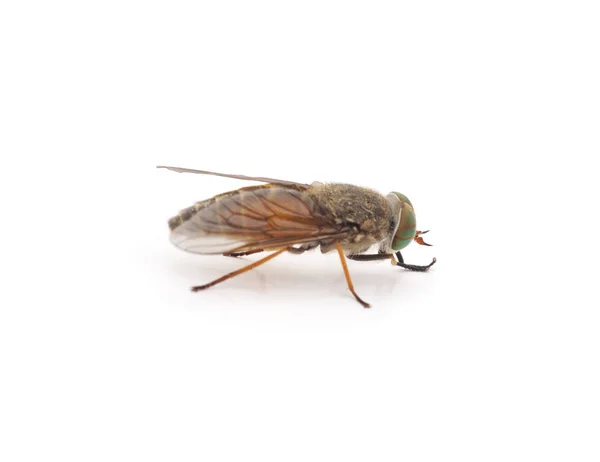 Grande Gadfly Marrone Isolato Sfondo Bianco — Foto Stock