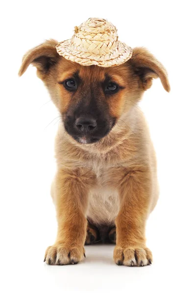 Dog Straw Hat Isolated White Background — Stock Photo, Image