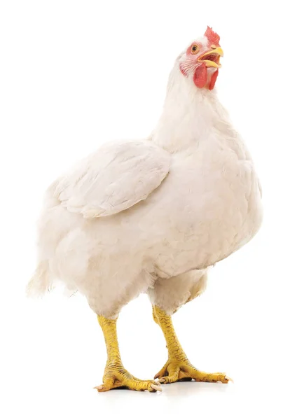 Белая Большая Курица Белом Фоне — стоковое фото