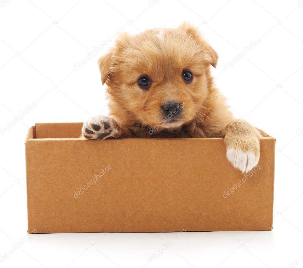 Brown puppy in a box isolated on white background.