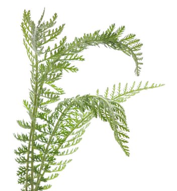 Beyaz arkaplanda yeşil kiriş yaprakları izole.