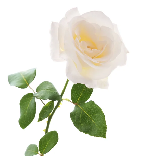 Una Rosa Bianca Isolata Uno Sfondo Bianco — Foto Stock