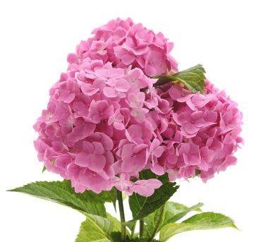 Beyaz arkaplanda yaprakları olan pembe ortanca.