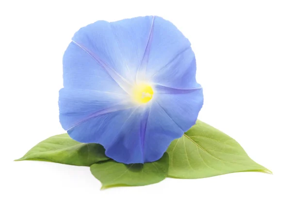 Bloem Ipomoea Blauw Geïsoleerd Witte Achtergrond — Stockfoto