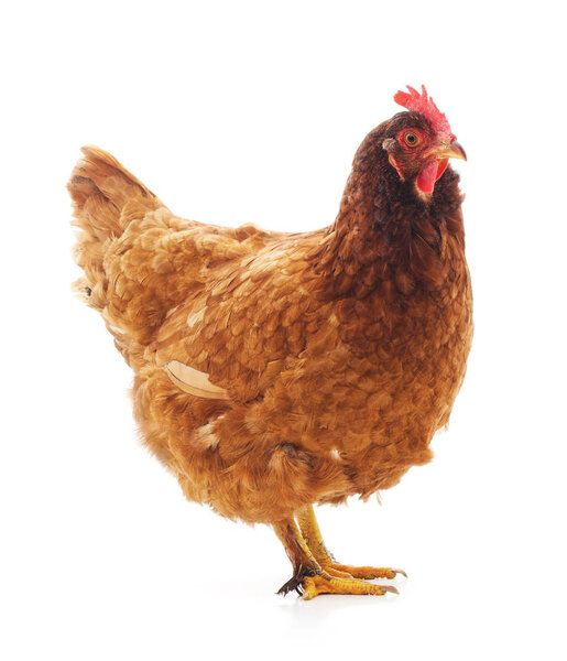 Young brown chicken isolated on a white background.