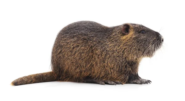 Grande Nutria Isolado Fundo Branco — Fotografia de Stock