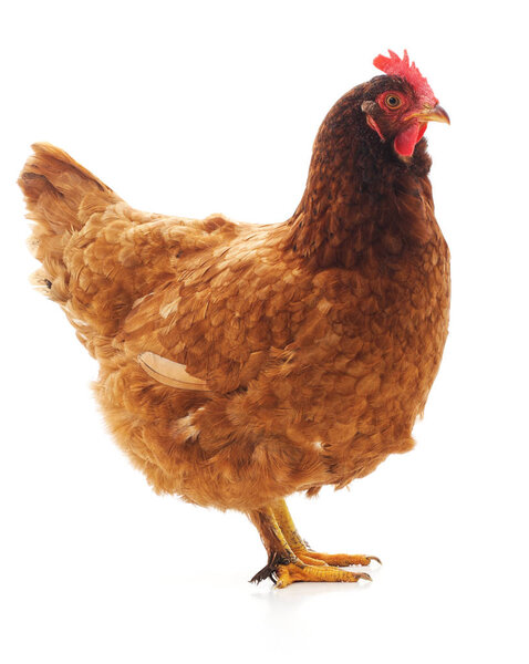 One brown chicken isolated on a white background.
