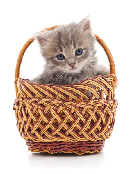 Beyaz bir arka plan üzerinde izole bir sepet içinde küçük yavru kedi.