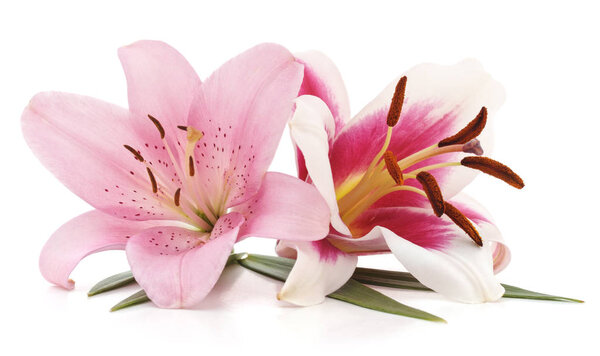 Two pink lilies isolated on a white background.