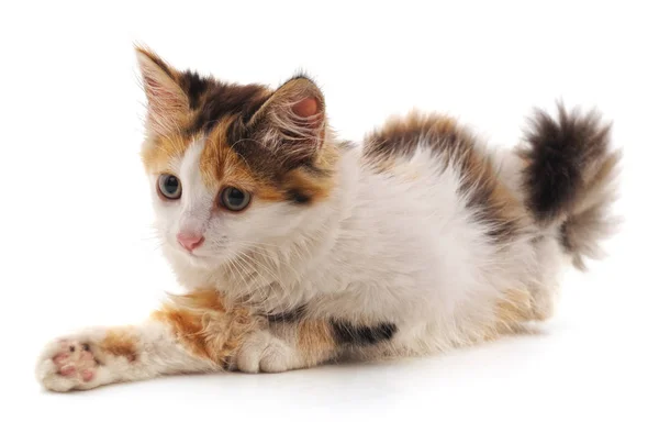 Jedno Malé Kotě Izolované Bílém Pozadí — Stock fotografie