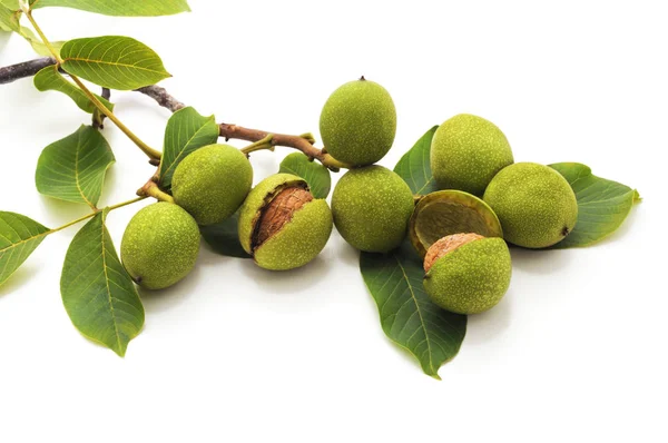 Nueces Verdes Con Hojas Aisladas Sobre Fondo Blanco —  Fotos de Stock