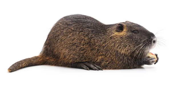 Beyaz bir arka plan üzerinde izole büyük kahverengi eğitimin.