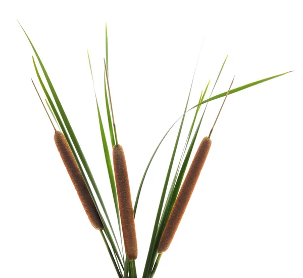 Reeds Com Bulrush Isolado Fundo Branco — Fotografia de Stock