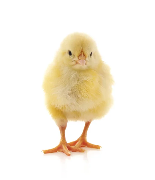 Petit Poulet Jaune Isolé Sur Fond Blanc — Photo