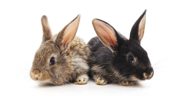 Twee Kleine Konijnen Geïsoleerd Een Witte Achtergrond — Stockfoto