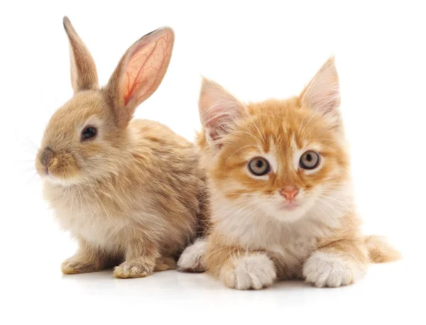 红猫和家兔离体在白色背景上 — 图库照片