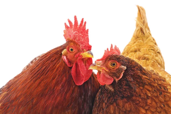 Red rooster and hen isolated on a white background.