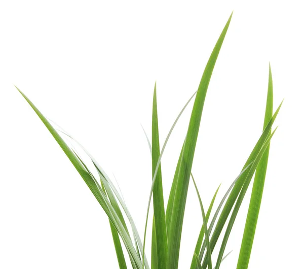 Kupa Zielonej Trawy Odizolowana Białym Tle — Zdjęcie stockowe