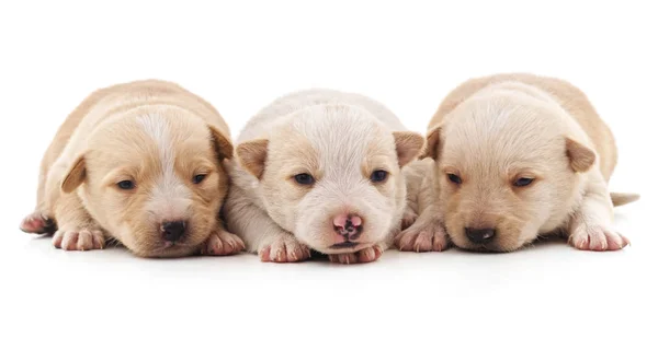 Tres Cachorros Blancos Aislados Sobre Fondo Blanco — Foto de Stock