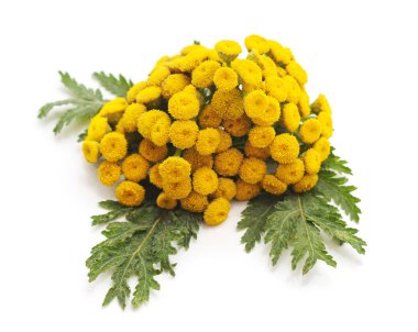 Buket beyaz bir arka plan üzerinde izole sarı çiçek.