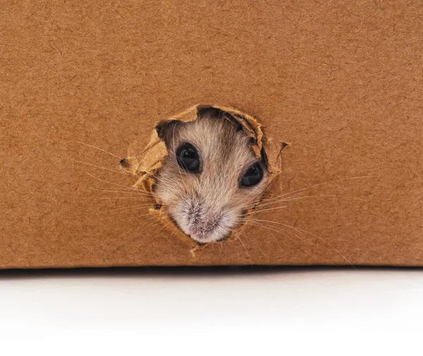 Hamster Branco Buraco Uma Caixa Papelão — Fotografia de Stock