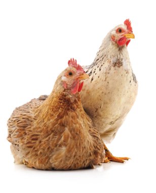 Beyaz arka plan üzerinde izole iki kahverengi tavuk.