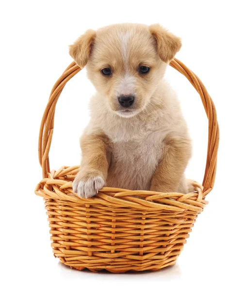 Cachorro Una Cesta Aislada Sobre Fondo Blanco — Foto de Stock