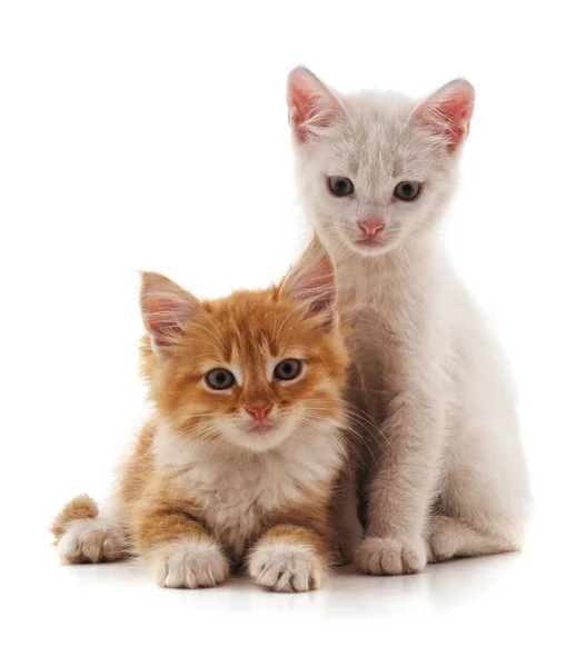 Дві Маленькі Кішки Ізольовані Білому Тлі — стокове фото