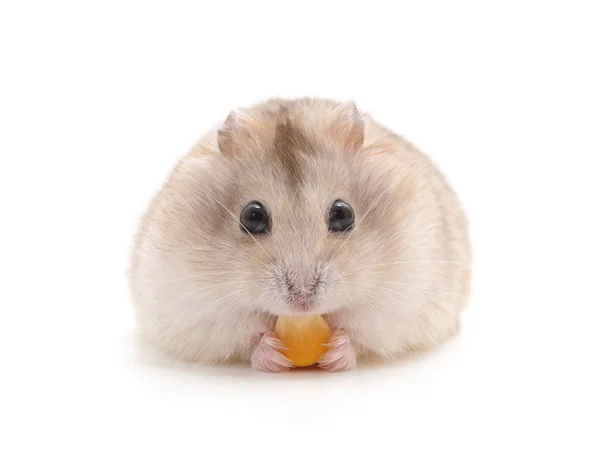 Hamster Die Eet Geïsoleerd Een Witte Achtergrond — Stockfoto