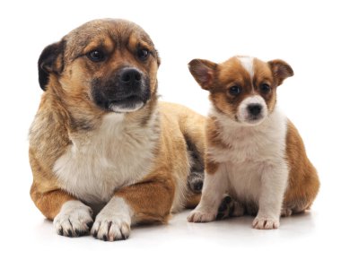 Beyaz bir arka planda izole edilmiş iki sevimli yavru..