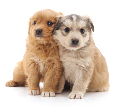 Beyaz bir arka planda izole edilmiş iki sevimli yavru..