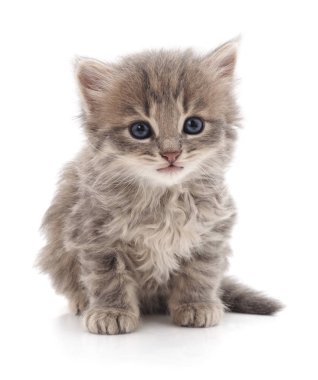 Beyaz bir arka planda izole edilmiş küçük bir kedi yavrusu..