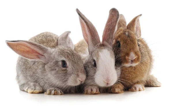 Drie Kleine Konijntjes Geïsoleerd Een Witte Achtergrond — Stockfoto