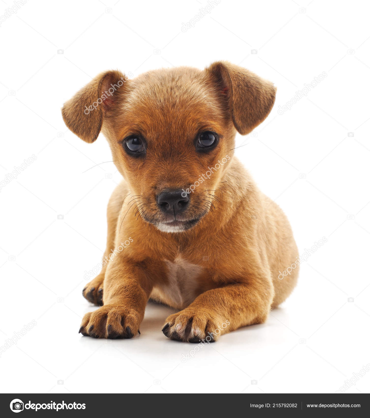 Brown Puppy Miniature