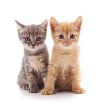 Beyaz arka planda iki küçük kedi yavrusu..